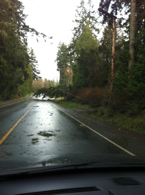 Trees down in Sooke due to wind storm on March 20.