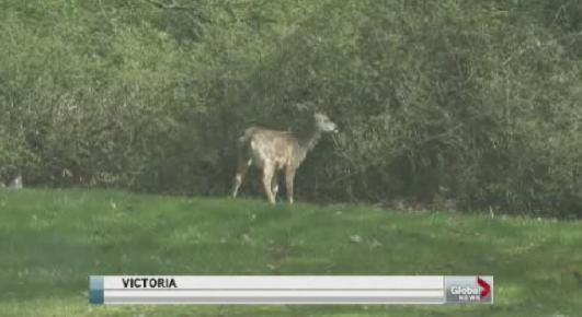 Victoria city hall considers proposal to relocate historic rose garden because of pesky deer - image