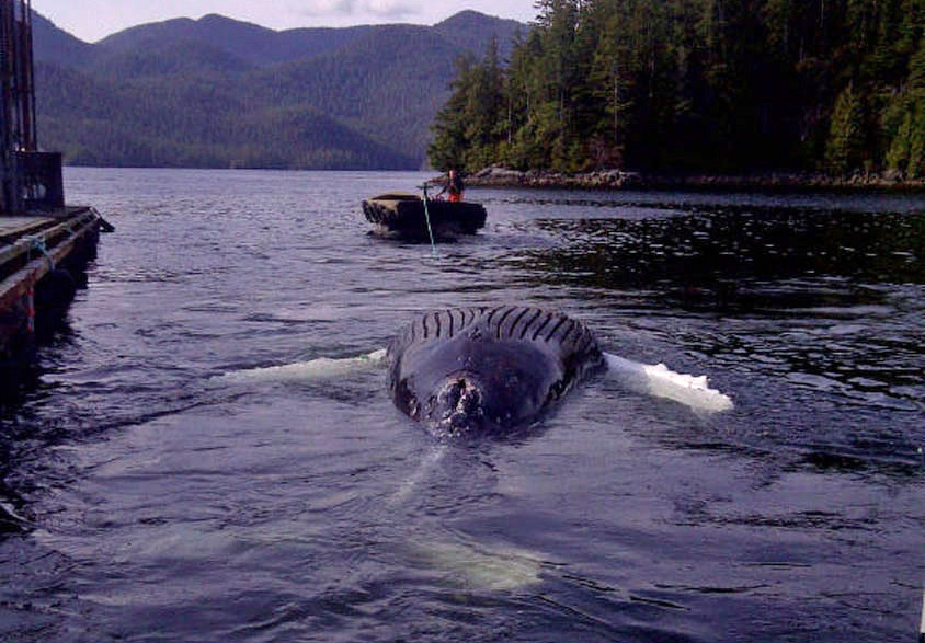 A dead humpback whale is seen floating near Tofino, B.C., in this Wednesday, March 27, 2013, handout photo. Researchers, federal fisheries officials and employees of a Vancouver Island salmon farm are trying to figure out what caused the death of a humpback whale found floating near some of the company's nets. 
