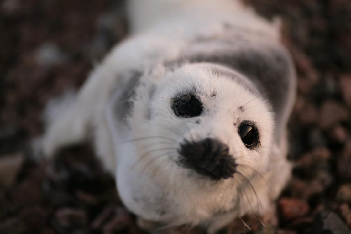 A baby Harp Seal lays on a rocky beach. Englishtown, Nova Scotia.