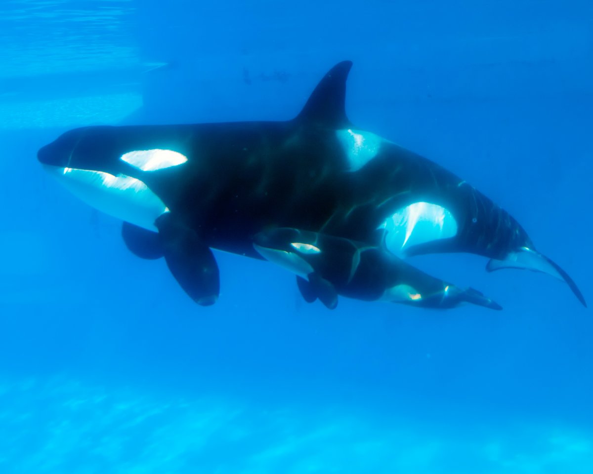  In this handout photo provided by SeaWorld San Diego, mom and baby killer whale swim together at SeaWorld San Diego's Shamu Stadium February 14, 2013 in San Diego, California.