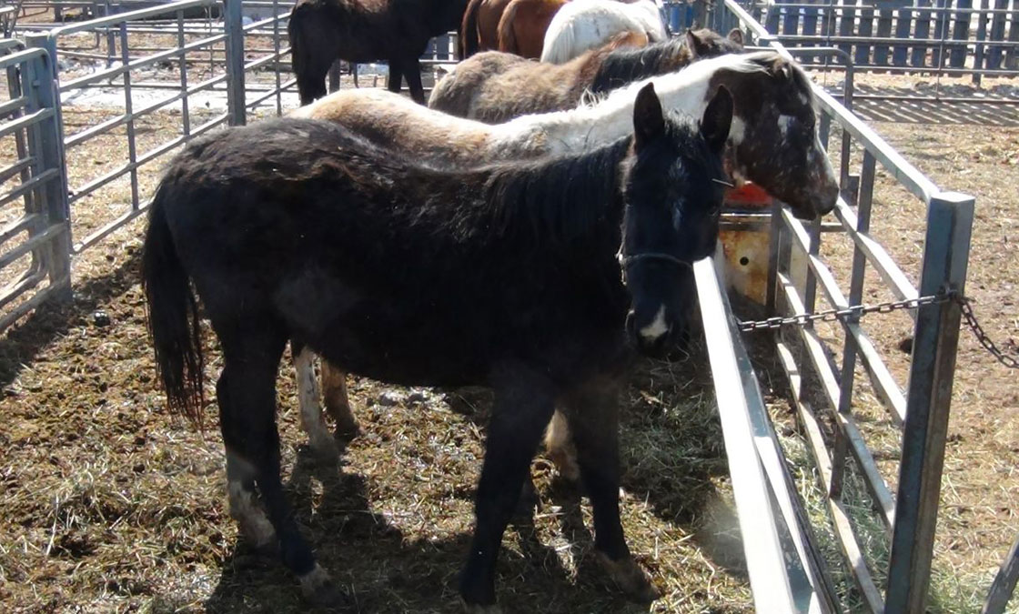 Saskatchewan SPCA is looking for temporary homes for an assortment of animals, including 25 horses.