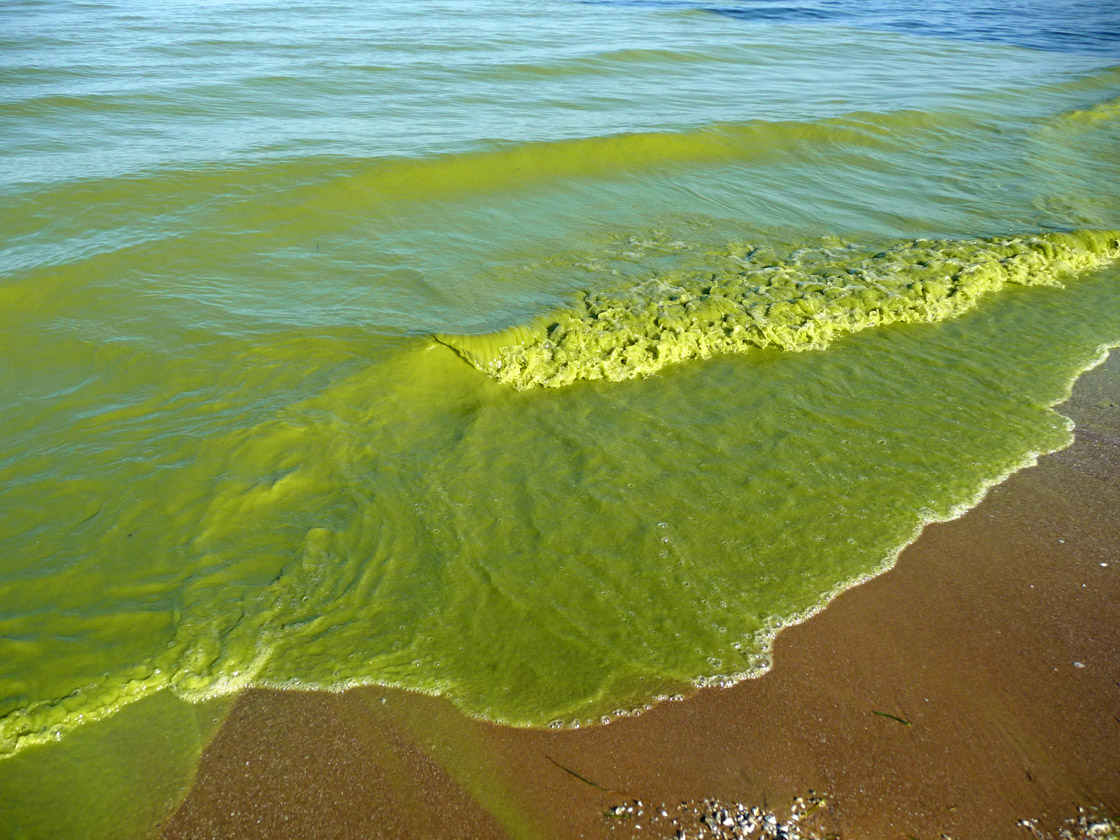 Officials have found blue-green algae in Eagle Lake, which can produce a toxin known to cause illness in any animals or humans who come into contact with it.