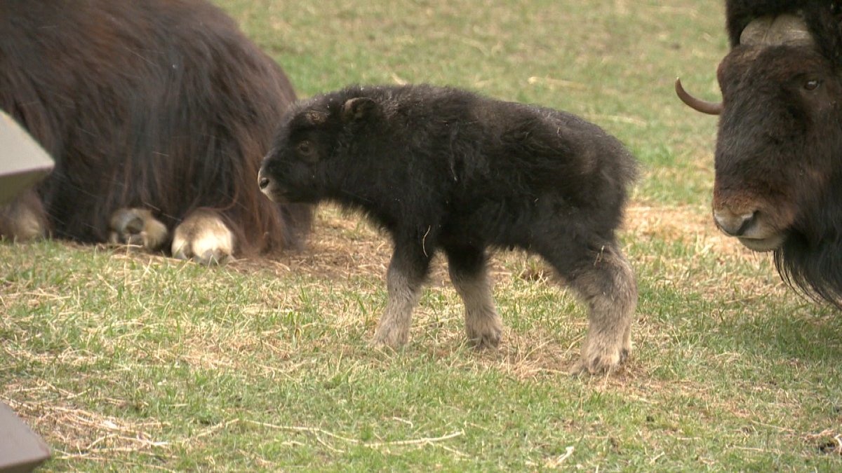 The new baby musk ox at the Calgary Zoo.