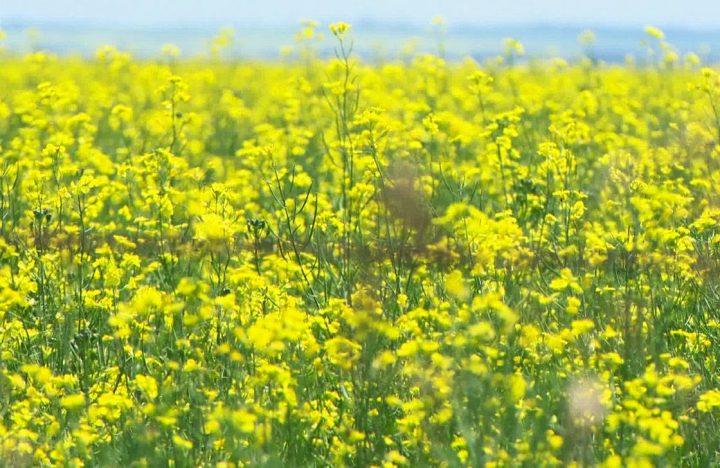 Statistics Canada report suggests gains in wheat in 2013, while canola slides.