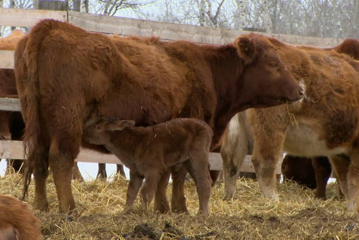 Ranchers around Saskatchewan are having problems keeping calves dry, fed and alive because of unseasonal weather.