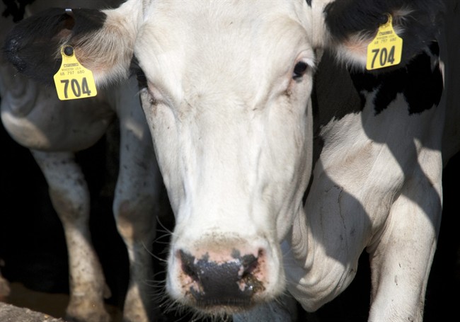 This July, 2012, photo provided by the U.S. Department of Agriculture, Trade and Consumer Protection, shows a cow with ear tags at a dairy farm in Lake Mills, Wis.