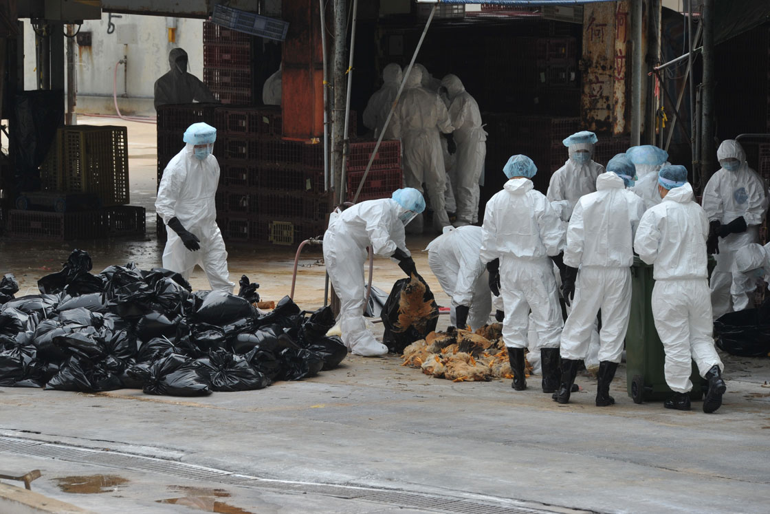 Workers place dead chickens into plastic bags after they were killed at a live chicken distribution centre in Hong Kong on December 21, 2011.  