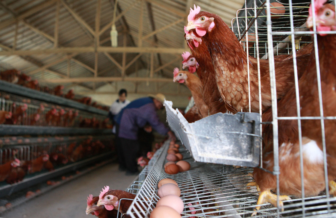 Chickens roost at a poultry farm on April 17, 2013 in Taizhou, China. China has reported 77 cases of H7N9 avian influenza, including 16 deaths, and the government expect that figure to rise.  