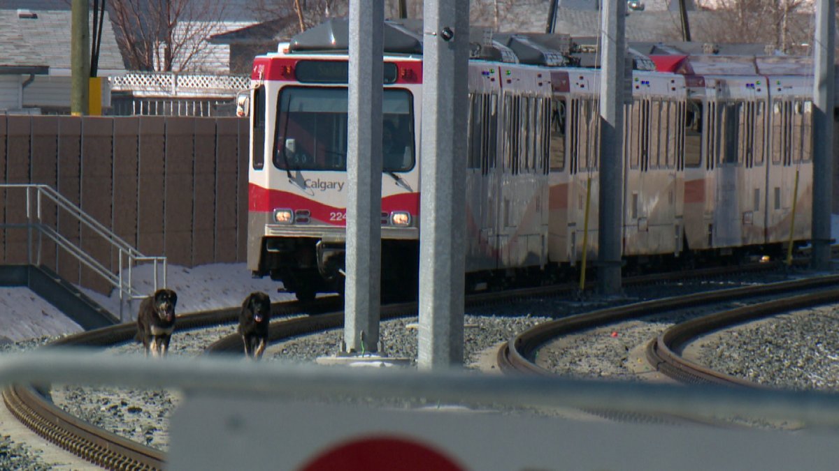 Two dogs wander around CTrain tracks in Martindale.