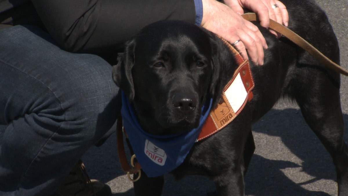 Service dogs can help autistic children: study - image