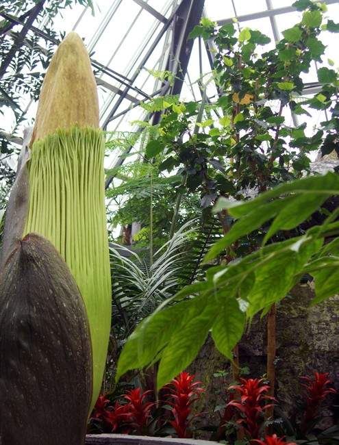 Edmonton’s Muttart Conservatory goes quirky to attract visitors - image