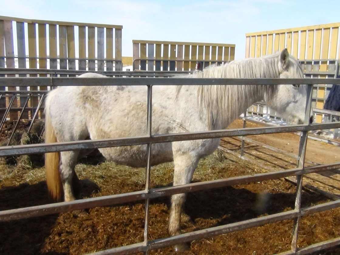 Saskatchewan SPCA is looking for temporary homes for an assortment of animals, including 25 horses.