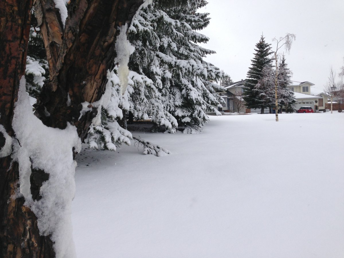 GALLERY: Spring storm blankets Calgary with snow - Calgary | Globalnews.ca