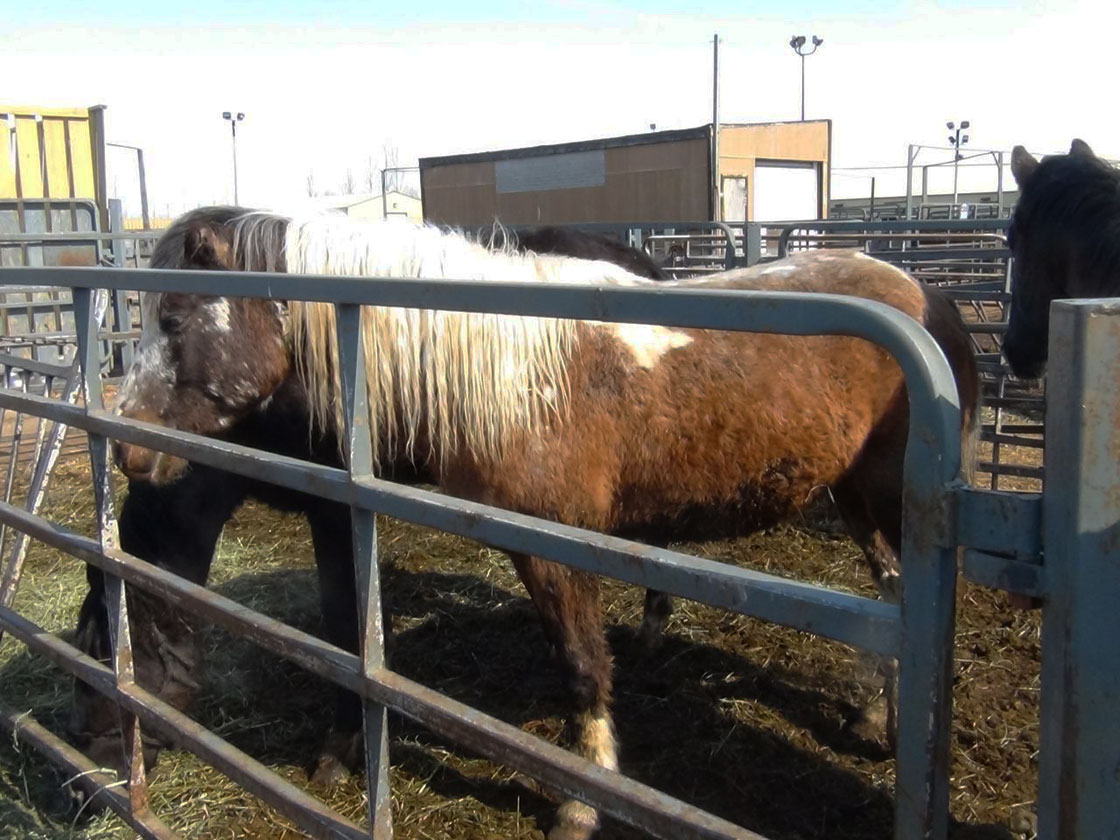 Saskatchewan SPCA is looking for temporary homes for an assortment of animals, including 25 horses.