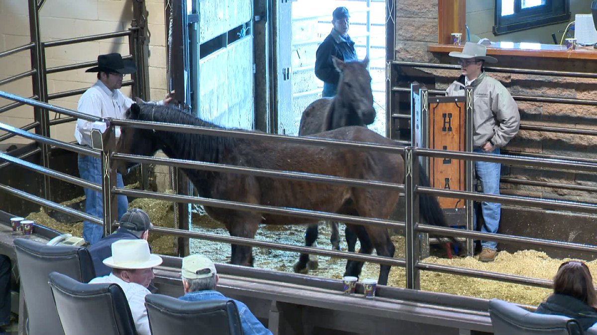 Horses are sold at a livestock auction in High River, Alberta.