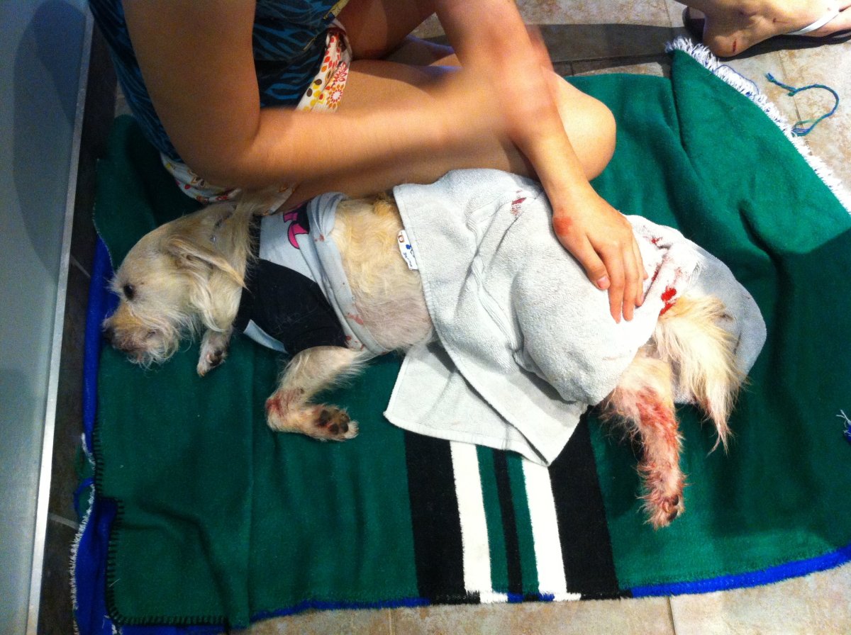 Five-year-old Sparky is treated for injuries after being attacked by another dog. 