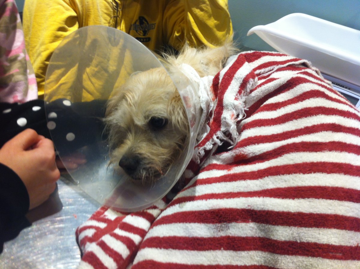 Cloverdale family mourns dog after alleged pit bull attack BC