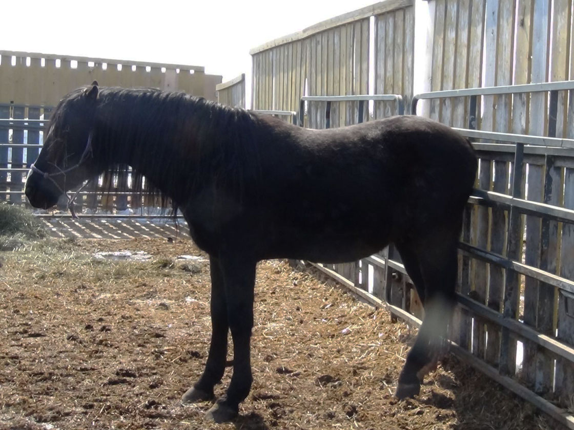 Saskatchewan SPCA is looking for temporary homes for an assortment of animals, including 25 horses.