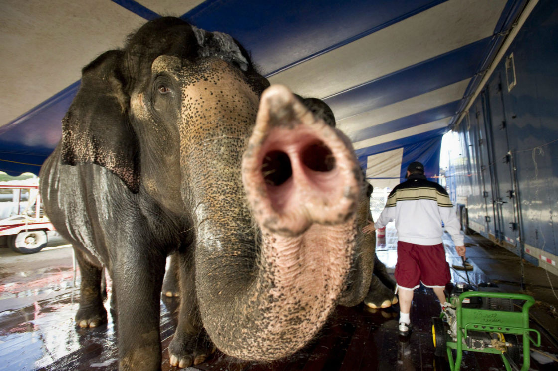 Carol, one of three Asian elephants performing with the Ringling Bros. and Barnum & Bailey Circus, sniffs about during a powerwash bath from handler Brett Carden before showtime at Landers Center in Southaven, Miss. Thursday March 22, 2012. (File photo).