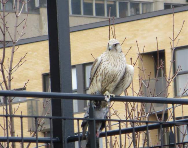 Rare glimpse of powerful falcon brunching on unsuspecting pigeon in Montreal - image