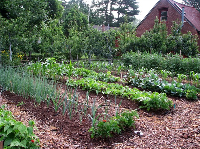 A vegetable garden
