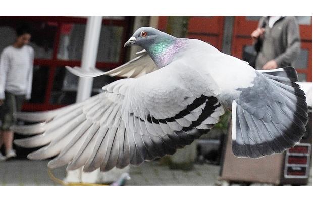 A pigeon about to take off in-flight.
