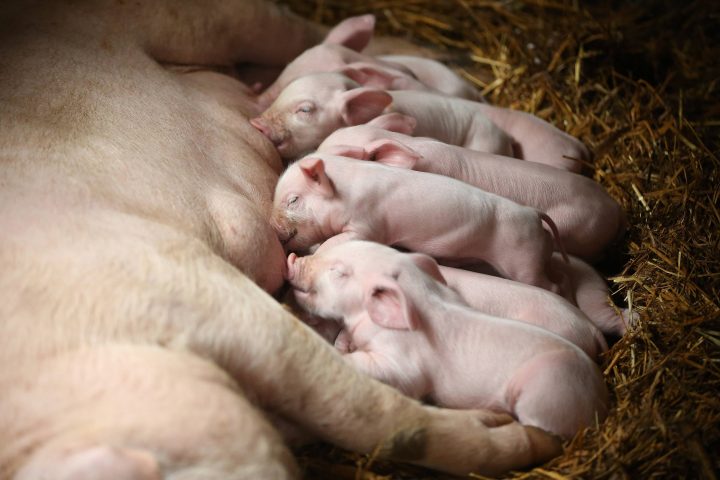 U of S scientists develop vaccine that could protect North American swine industry from virus that’s killed over eight million pigs since 2013.