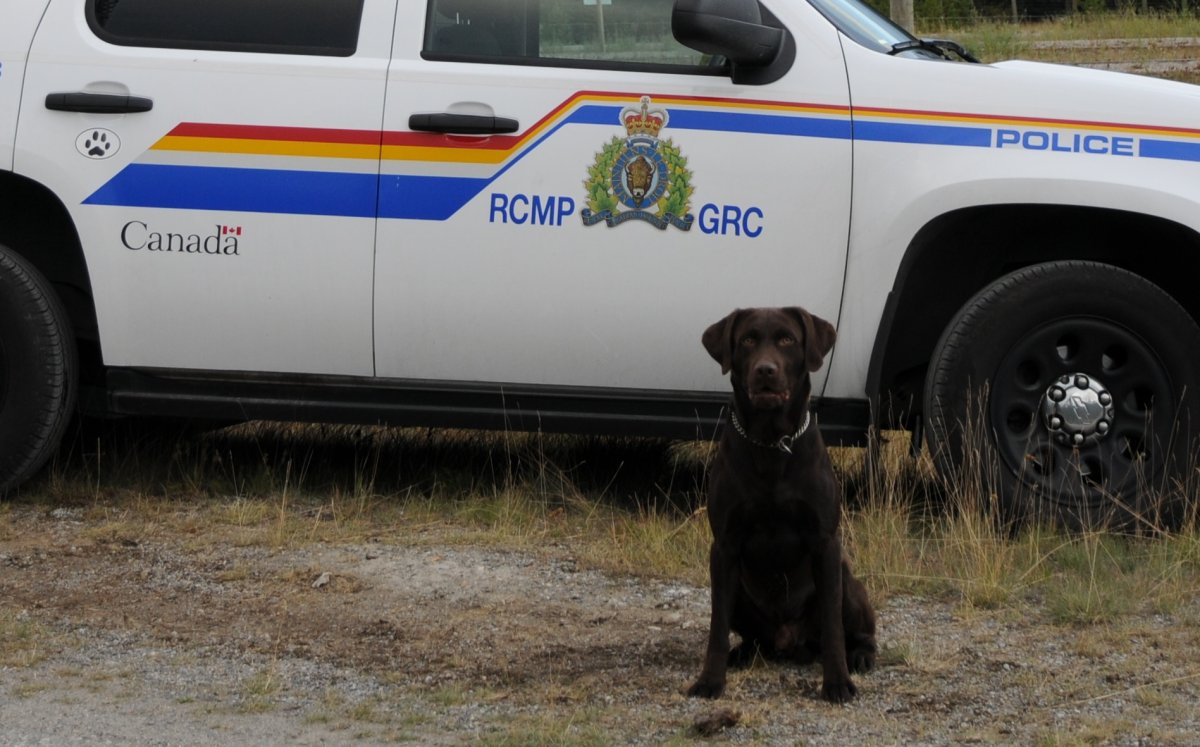 "Gus", a police service dog, helped RCMP near Olds recover several bags of cash.