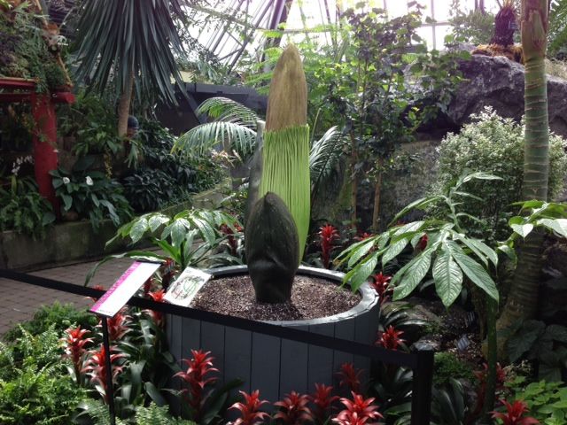 Nature's stinkiest flower set to bloom at Edmonton's Muttart.