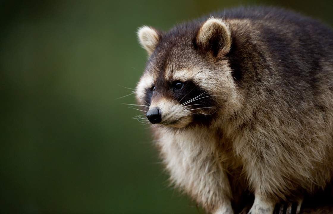 Raccoon