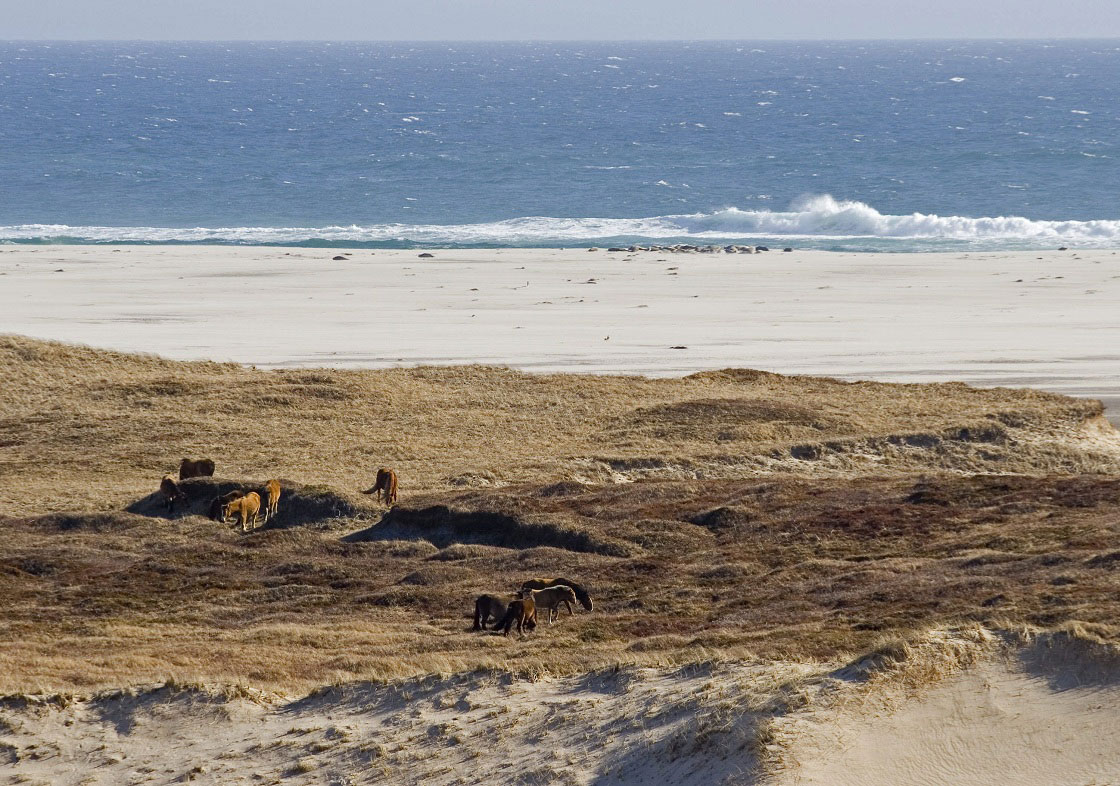 Wild horses graze on Sable Island located 150 kilometres off the coast of Nova Scotia. The tiny island is known as the Graveyard of the Atlantic due to the number of ships that have run aground on the sandy shores.