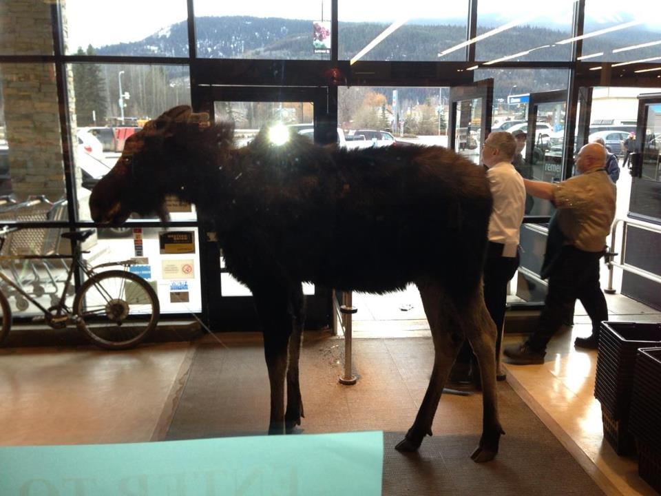 Moose in Safeway.