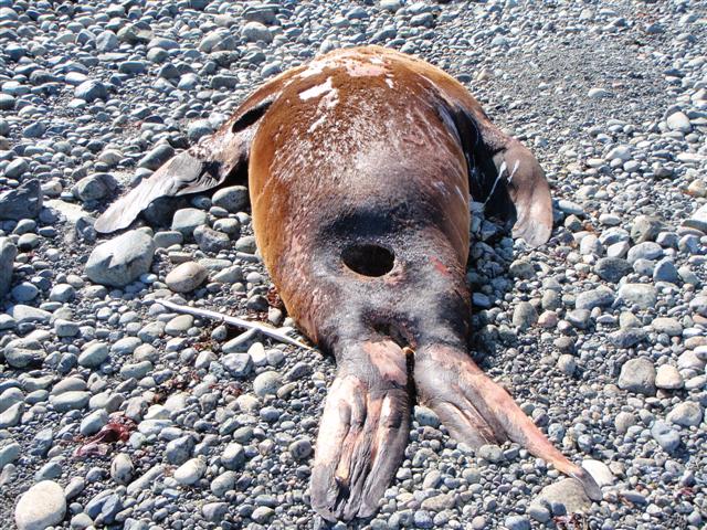 A dead sea lion found on the shore near Campbell River on Monday.
