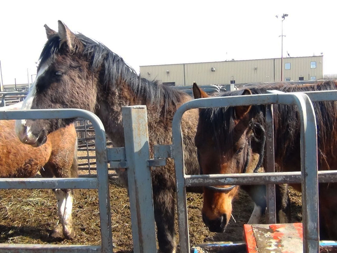 All 25 neglected horses seized by the Saskatchewan SPCA have new homes.