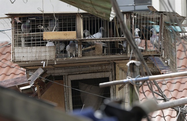 A breeder cares pigeons in a cage on the rooftop in Shanghai, China Wednesday, April 10, 2013. China sayid two more people have died of a new strain of bird flu, bringing the death toll to nine. Shanghai has suspended sales of live poultry. 