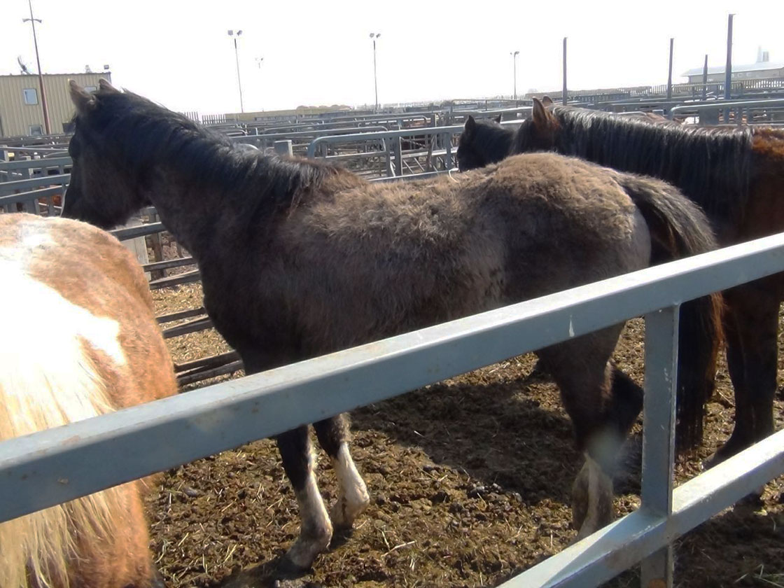 Saskatchewan SPCA is looking for temporary homes for an assortment of animals, including 25 horses.