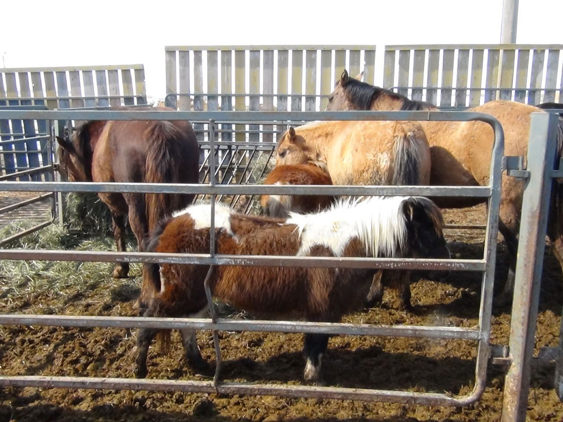 Saskatchewan SPCA is looking for temporary homes for an assortment of animals, including 25 horses.
