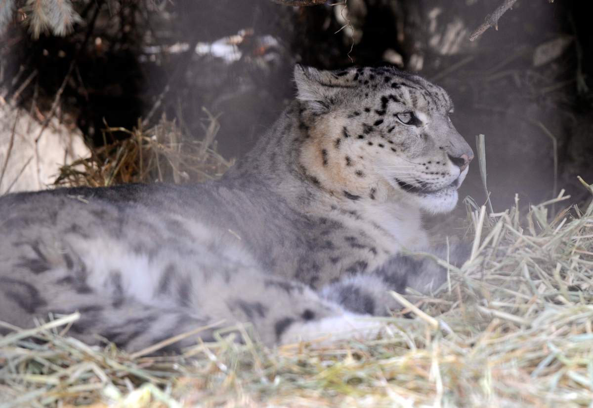 A snow leopard rests at the Calgary Zoo. No photos have been taken of the new babies in Winnipeg.