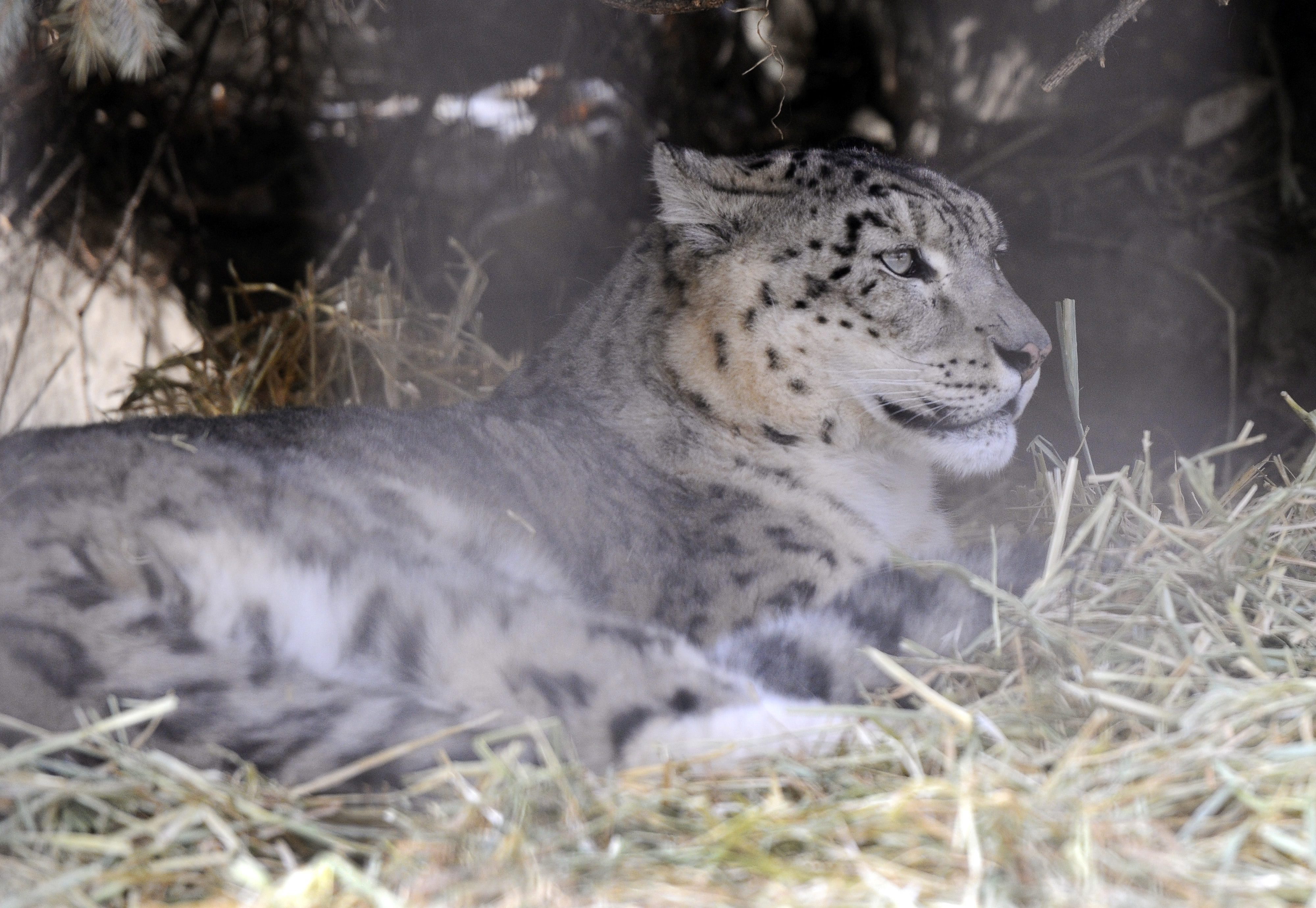 Zoo shows off snow leopard babies - Winnipeg