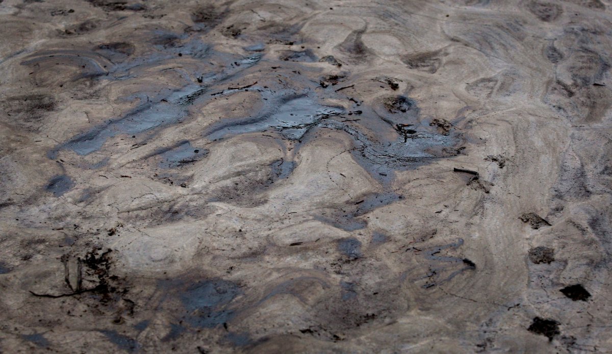 Tracks pass through oil on the banks of the Gleniffer reservoir after a pipeline leak near Sundre, Alta., on Friday, June 8, 2012. 