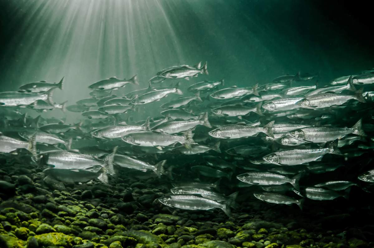 Credit: Photo by Eiko Jones/Solent News / Rex Features .