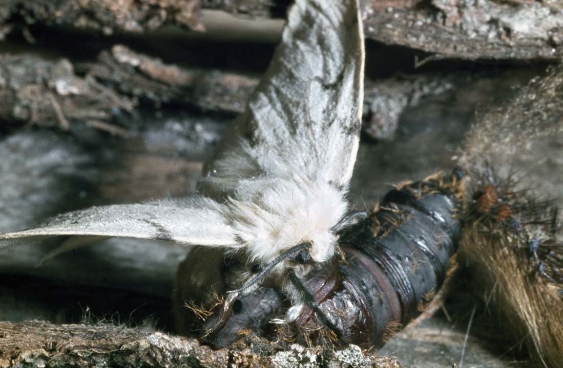 Some parts of the city will be sprayed on Sunday and Monday with a pesticide designed to control the infestation of the European Gypsy Moth.