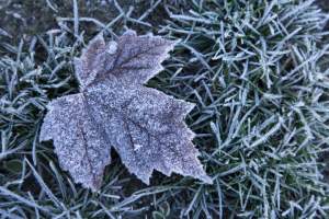 frost warning