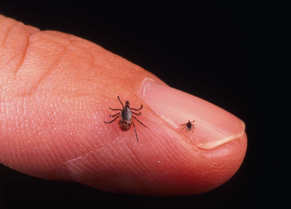 Ticks, responsible for the spready of Lyme disease, are spreading across Canada.
