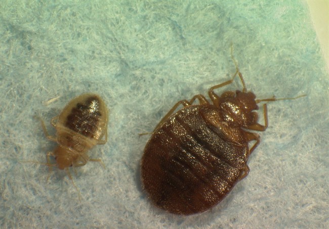 Bed bugs stay away: Manitoba’s dorm room prevention tactics - image