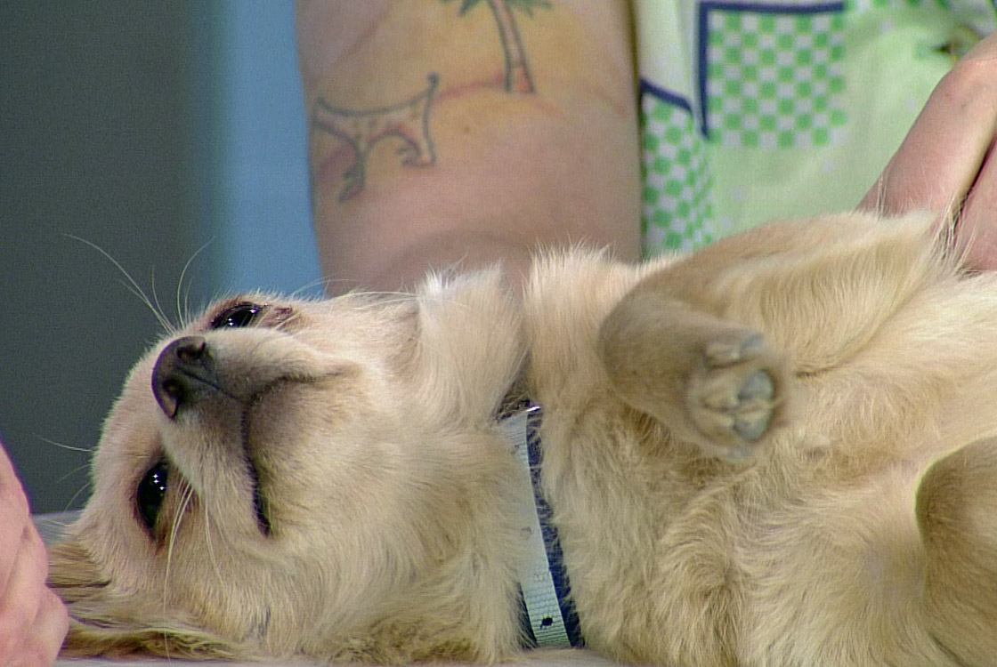 The Saskatoon SPCA has two adorable young dogs looking for a new home.