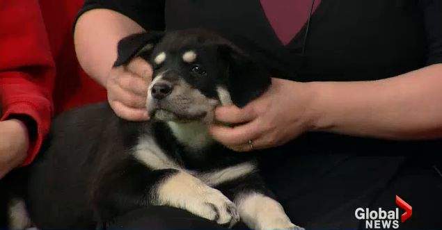 Adorable SCARS pup looking for a loving home.