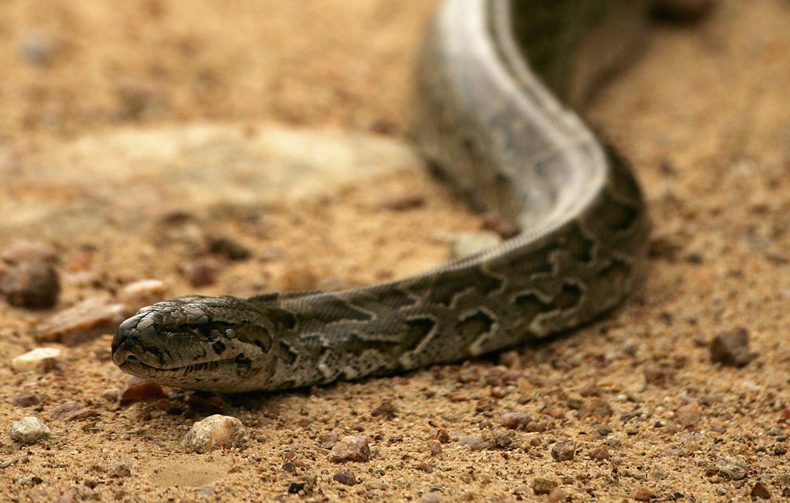 An African rock python on a dirt road pictured in the Kruger National Park on December 7, 2007 in Mpumalanga, South Africa. 
