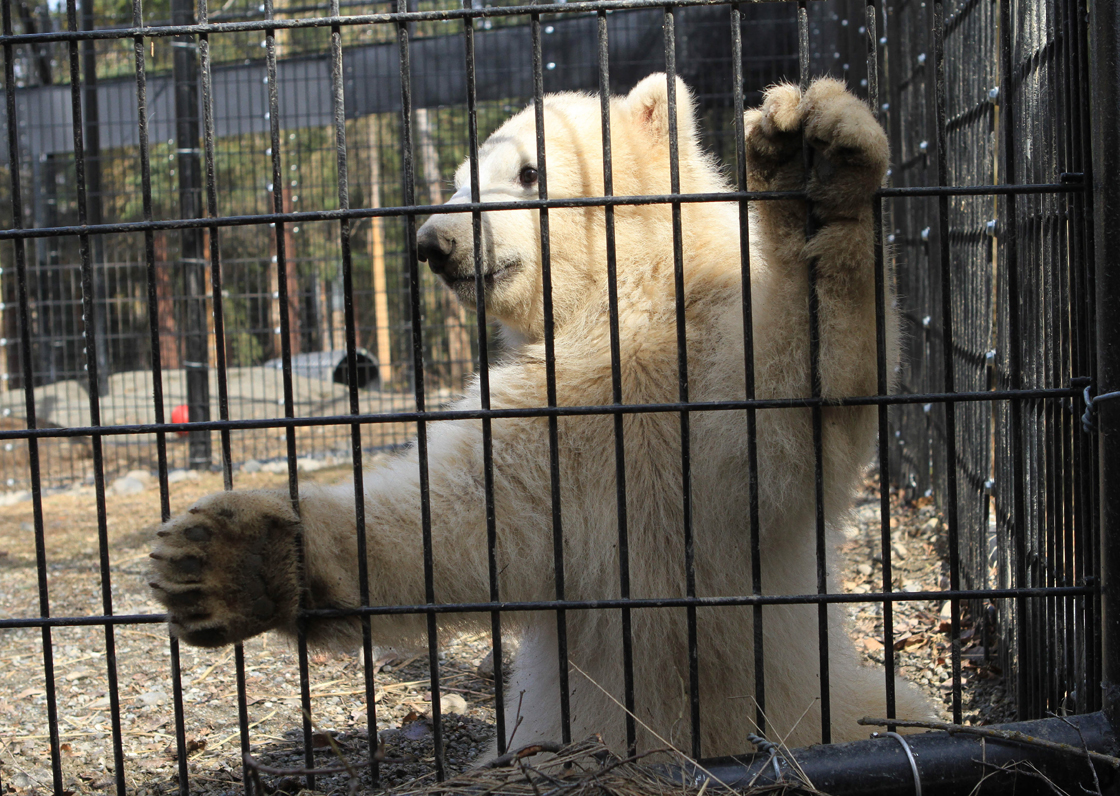 Kali, a polar bear cub orphaned when its mother was killed by a hunter in northwest Alaska, climbs the screen of his cage on Monday, May 13, 2013, at the Alaska Zoo in Anchorage, Alaska. UPS will fly the cub Tuesday to its new temporary home at the Buffalo Zoo.